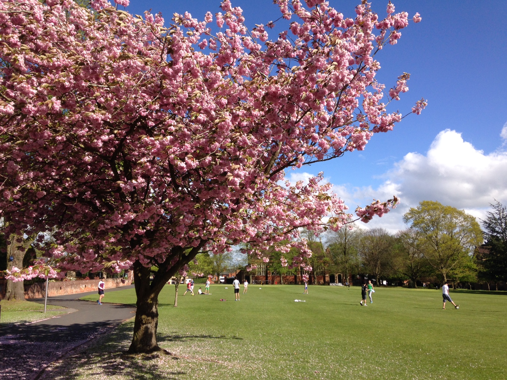 Blossom during Spring - overlooking Gordon Green